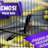 Cara mengatasi murai batu galak