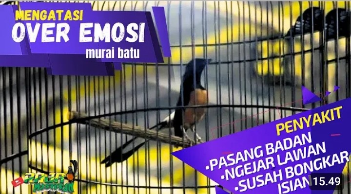 Cara mengatasi murai batu galak