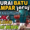 Cara mengatasi murai batu ngeruji saat lomba