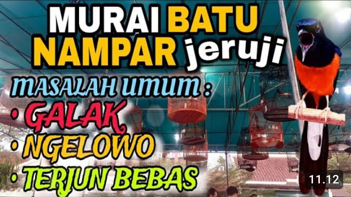 Cara mengatasi murai batu ngeruji saat lomba