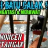 Mengatasi murai batu galak