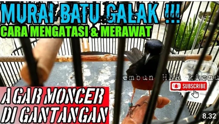 Mengatasi murai batu galak