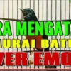 Mengatasi murai batu over emosi