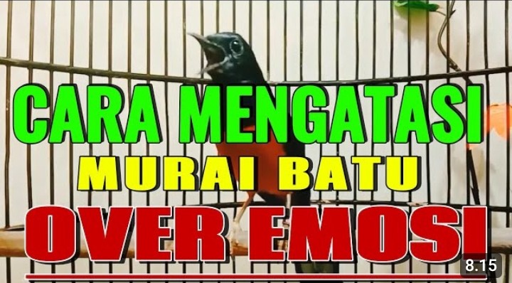 Mengatasi murai batu over emosi