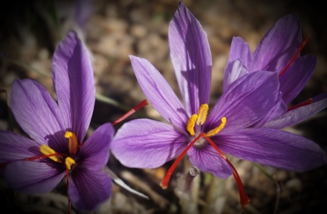 6 Manfaat Bunga Saffron Untuk Kesehatan Tubuh