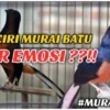 ciri murai batu over emosi