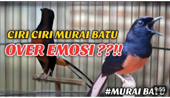 ciri murai batu over emosi