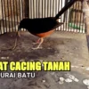 manfaat cacing untuk murai batu