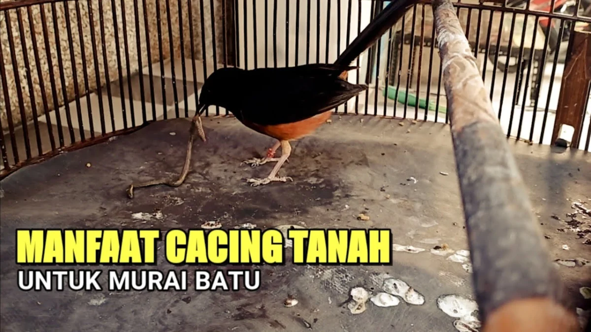 manfaat cacing untuk murai batu