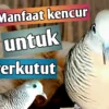 manfaat kencur untuk burung perkutut