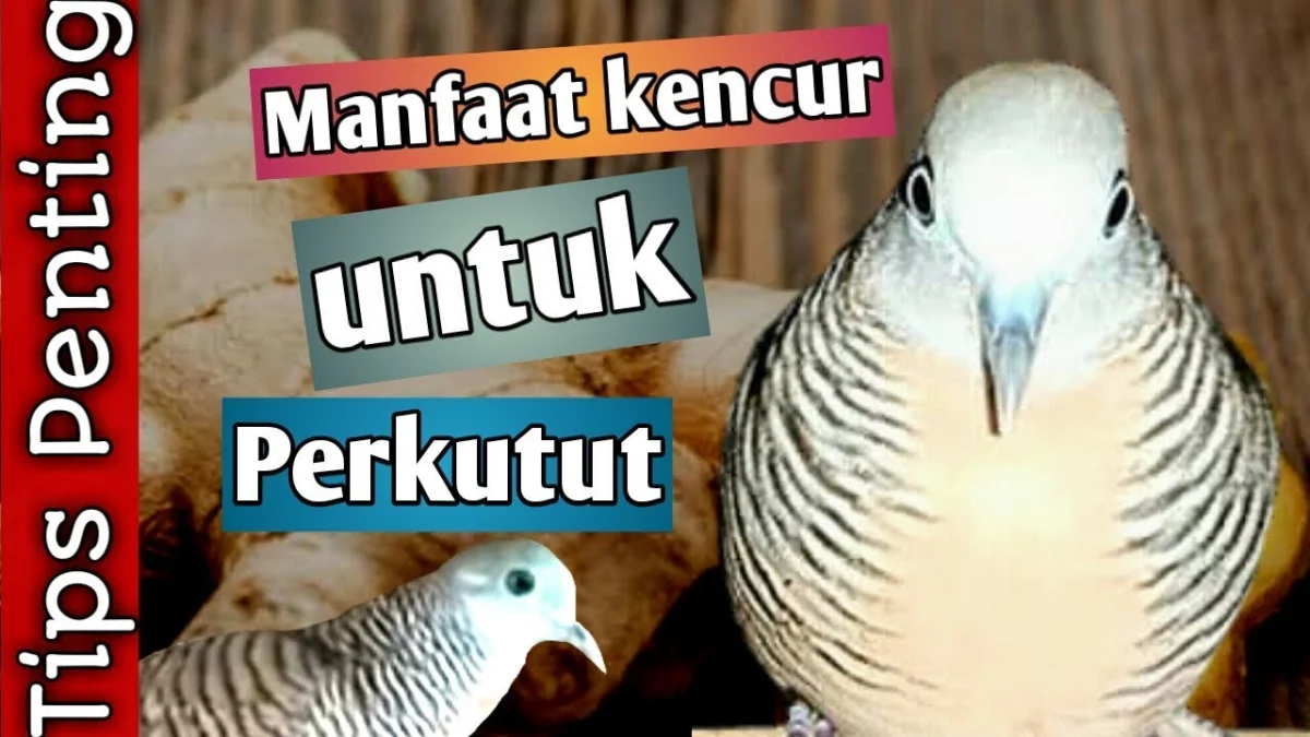 manfaat kencur untuk burung perkutut