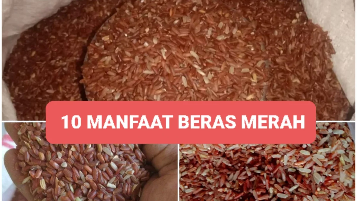 Manfaat beras merah untuk kesehatan tubuh