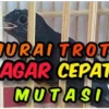 Cara agar murai trotol cepat mutasi