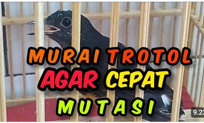 Cara agar murai trotol cepat mutasi