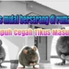 Mengapa banyak tikus di rumah