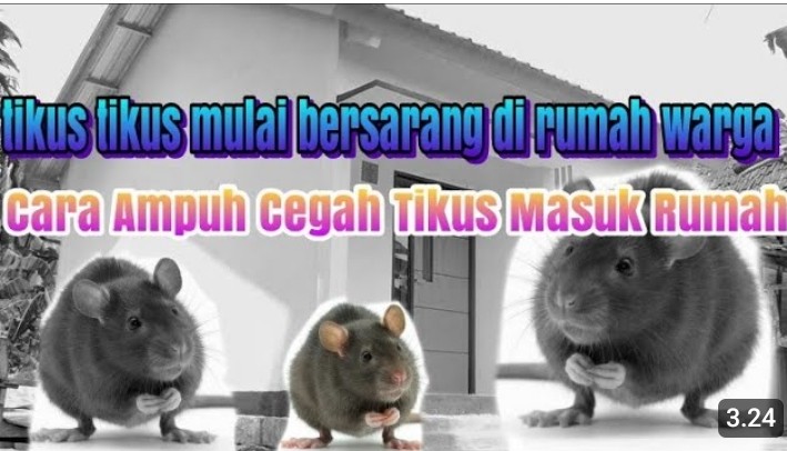 Mengapa banyak tikus di rumah