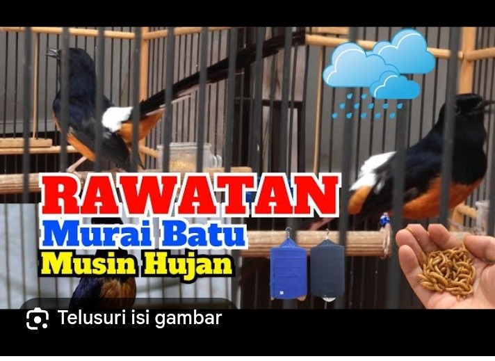 Perawatan burung murai di musim hujan