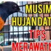 Perawatan murai batu musim hujan