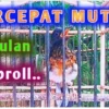 Perawatan murai trotol agar cepat mutasi