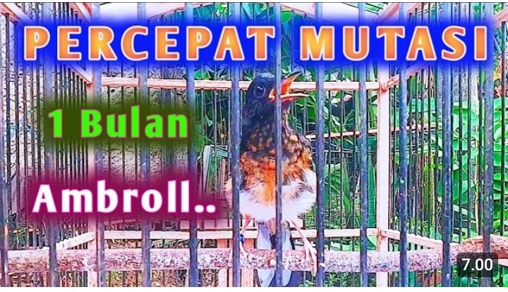 Perawatan murai trotol agar cepat mutasi