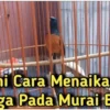 Cara meningkatkan stamina murai batu