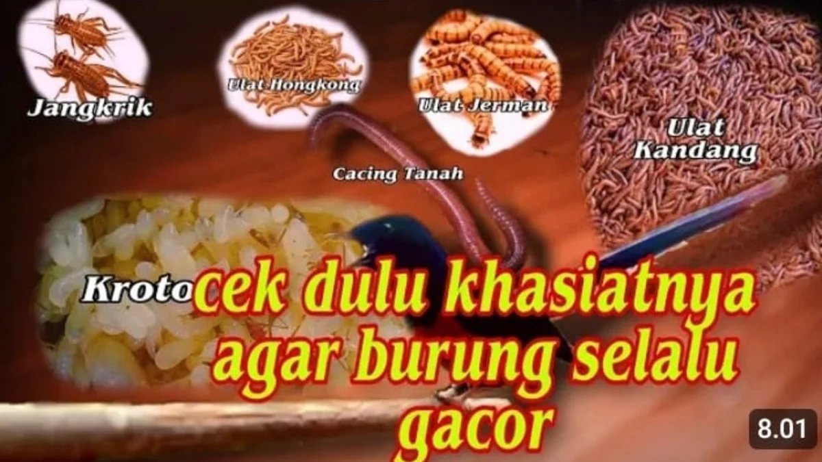 Fungsi kroto jangkrik dan ulat hongkong