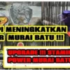 cara meningkatkan stamina murai batu