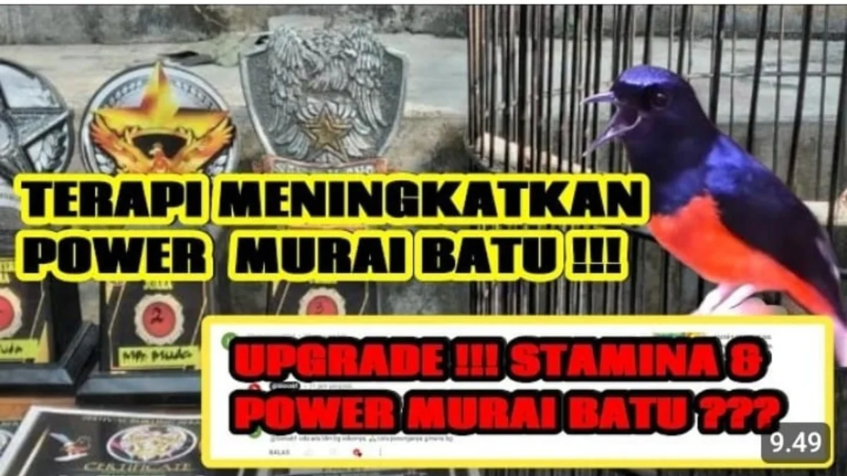 cara meningkatkan stamina murai batu