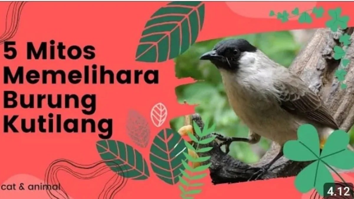 mitos memelihara burung kutilang