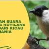 Alasan suara burung kutilang dihindari kicau mania