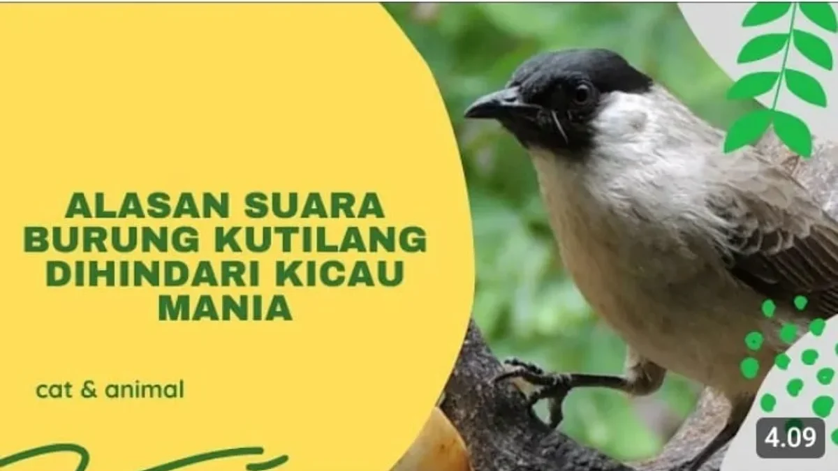 Alasan suara burung kutilang dihindari kicau mania