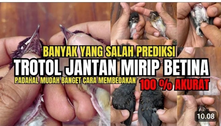 cara membedakan burung murai jantan dan betina trotolan