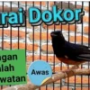 Cara Merawat Murai Batu Dorong Ekor