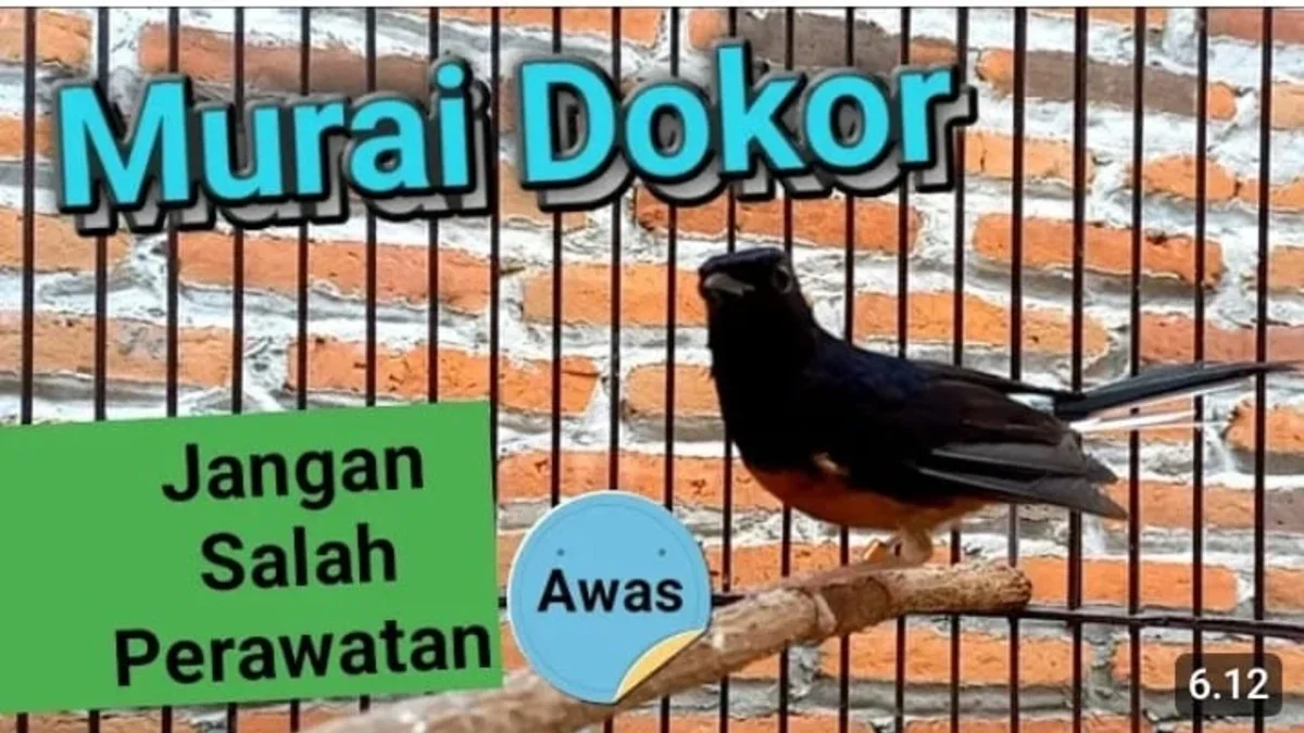 Cara Merawat Murai Batu Dorong Ekor