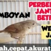 perbedaan burung flamboyan jantan dan betina.jpg