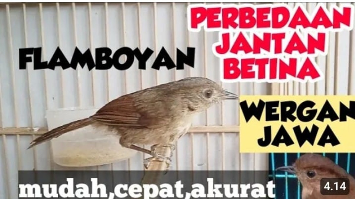 perbedaan burung flamboyan jantan dan betina.jpg