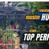 rawatan murai batu musim hujan