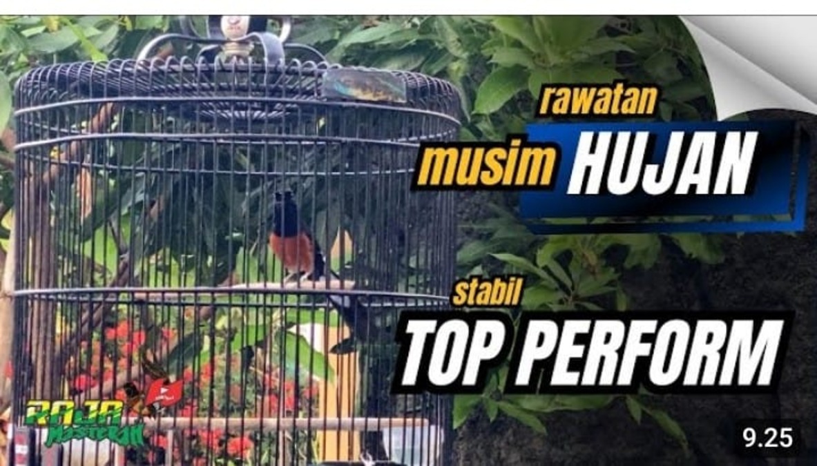 rawatan murai batu musim hujan