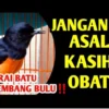 Cara mengatasi murai batu bulu ngembang