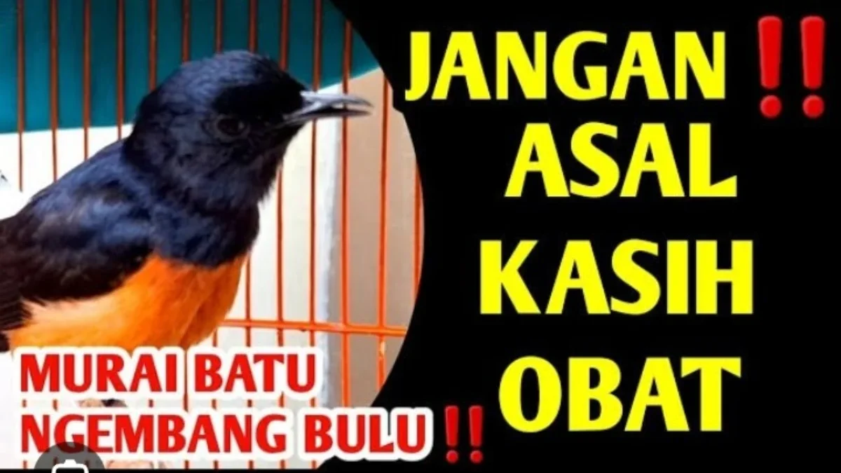 Cara mengatasi murai batu bulu ngembang