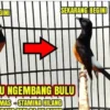 Cara mengatasi murai batu ngembang bulu