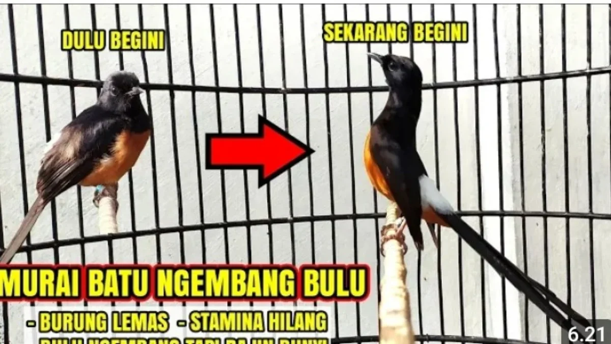 Cara mengatasi murai batu ngembang bulu