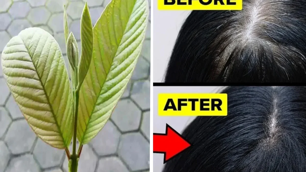 Khasiat Daun Jambu Biji untuk Rambut, Bisa Hilangkan Uban