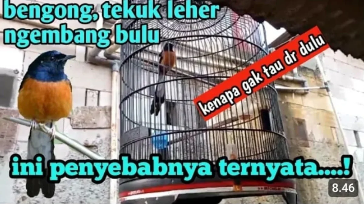 ciri murai batu kurang jemur