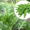 Manfaat Sayur Arugula, Salah satunya Buat Kesehatan Ginjal