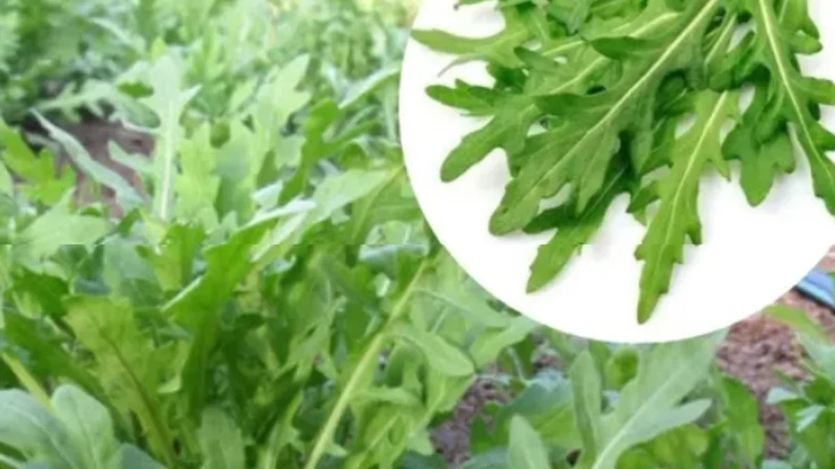 Manfaat Sayur Arugula, Salah satunya Buat Kesehatan Ginjal