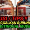 tips aman untuk burung peliharaan saat lebaran