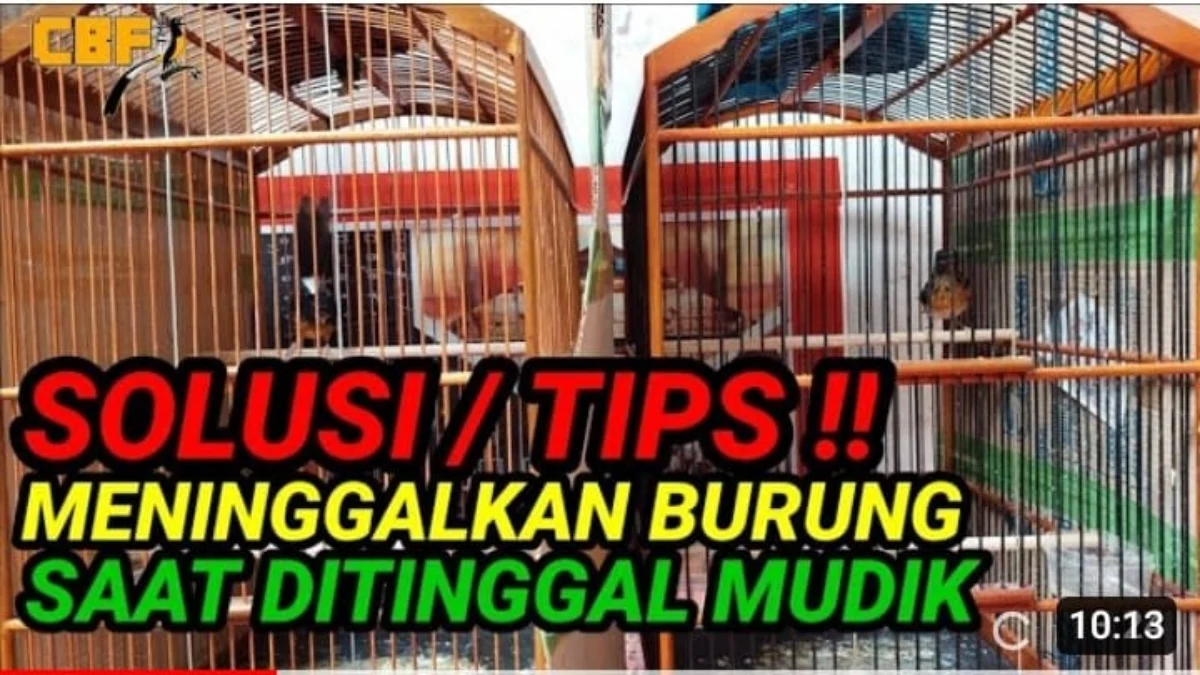 tips aman untuk burung peliharaan saat lebaran