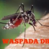 waspada penyakit demam berdarah