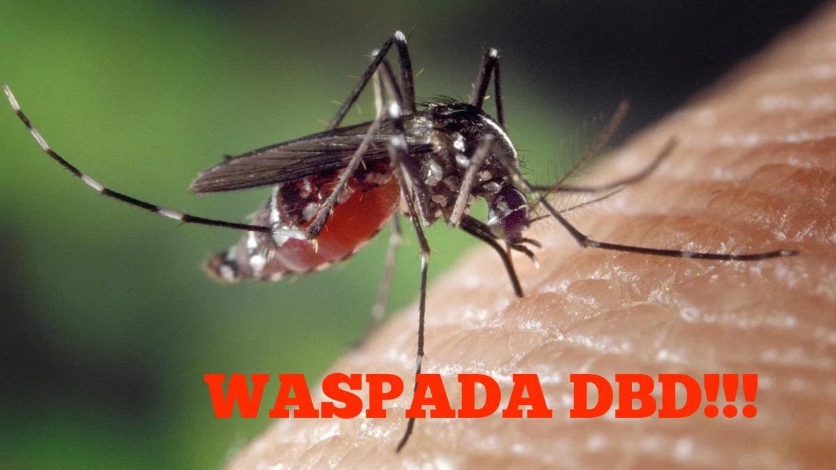 waspada penyakit demam berdarah